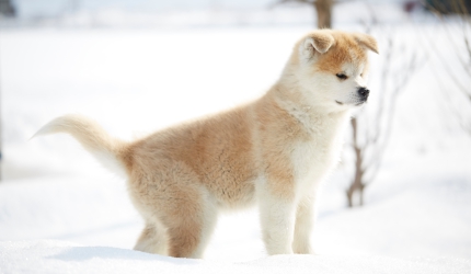 秋田犬