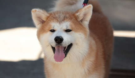 秋田犬