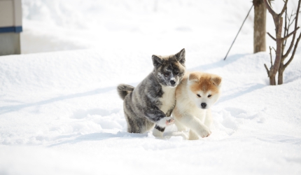 秋田犬