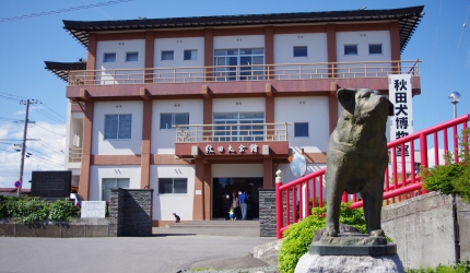 秋田犬