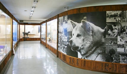 秋田犬