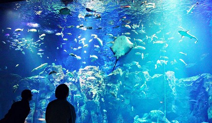男鹿水族館GAO巨大水族箱