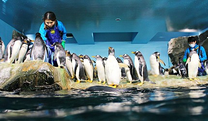 男鹿水族館GAO