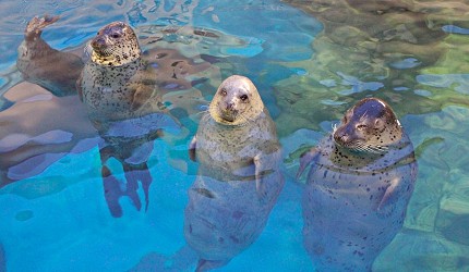 男鹿水族館GAO