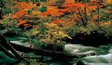 東北自駕賞楓景點青森奧入瀨溪流