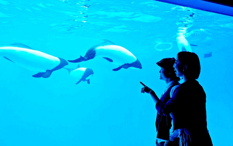仙台海洋森林水族館完整攻略：門票、交通資訊、必看亮點一次搞定！