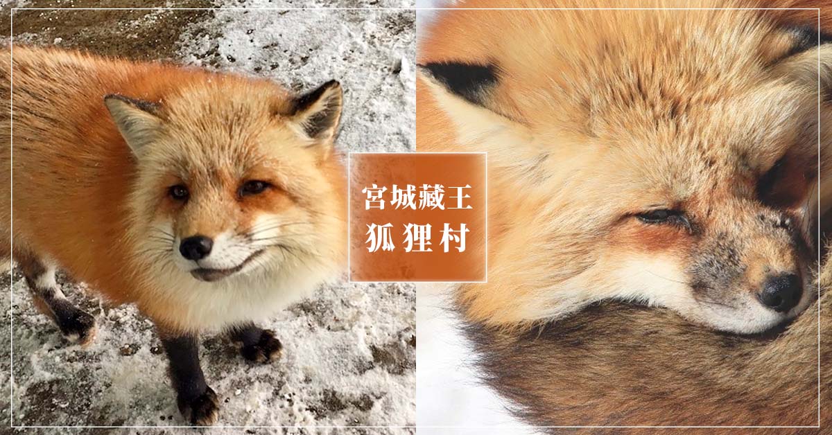 與100隻狐狸來場浪漫的約會吧 宮城藏王狐狸村 交通玩法攻略 樂吃購 日本