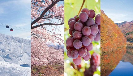 愛酒人士日本自由行的最佳地點山形一年四季的必玩樹冰、摘水果、櫻花、紅葉、楓葉組圖